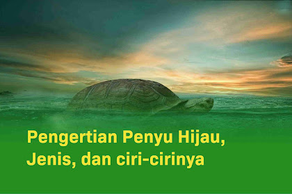 Pengertian Penyu hijau, jenis, dan ciri-cirinya